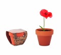 Terracotta pot 'poppy', Wood