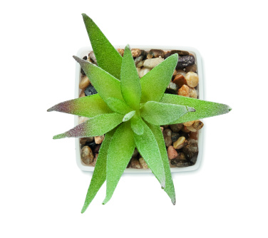 Logo trade promotional product photo of: Mini artificial plant