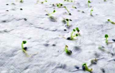 Лого трейд бизнес-подарки фото: Wildflower seed business card.