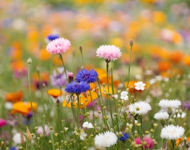 Logotrade presentreklam bild: A5-blad fröpapper vildblommor